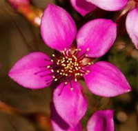 Flora - St Kilda Accommodation