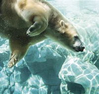 Australia's Sea World - St Kilda Accommodation