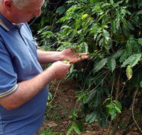 Wombah Coffee Plantation