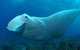 Manta Bommie Dive Site - thumb 0