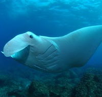 Manta Bommie Dive Site - St Kilda Accommodation