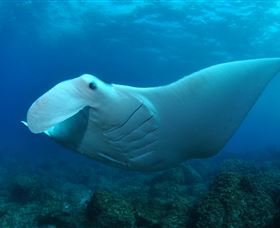 Manta Bommie Dive Site - St Kilda Accommodation 0