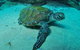 Manta Bommie Dive Site - thumb 3