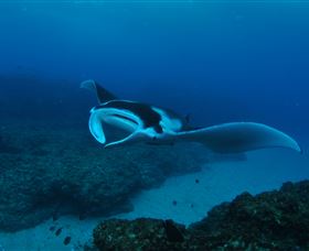 Manta Bommie Dive Site - St Kilda Accommodation 2