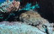 Shag Rock Dive Site - thumb 3