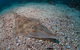 Shag Rock Dive Site - thumb 1
