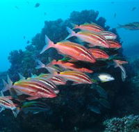 Flat Rock Dive Site - St Kilda Accommodation