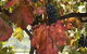 Mimosa Wines - thumb 1
