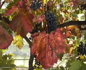 Mimosa Wines - St Kilda Accommodation 1