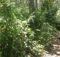 Bridle trail - St Kilda Accommodation