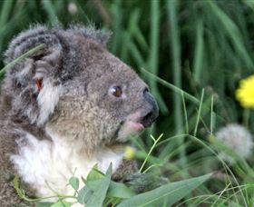 Koala Hospital - St Kilda Accommodation 0