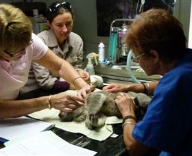 Koala Hospital - St Kilda Accommodation 2