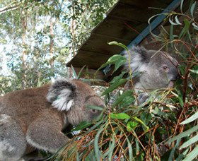 Koala Hospital - St Kilda Accommodation 7