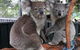 Koala Hospital - thumb 5