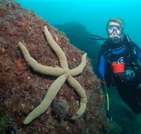 Cook Island Dive Site - St Kilda Accommodation
