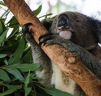 Macquarie Nature Reserve - St Kilda Accommodation