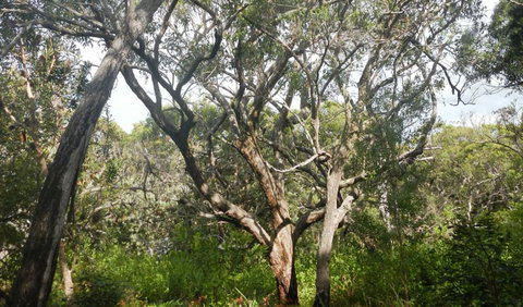 Kinchela Trig Lookout Walk - St Kilda Accommodation 2
