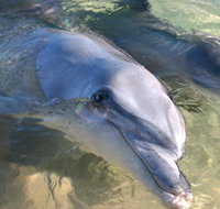 Dolphins of Monkey Mia - St Kilda Accommodation