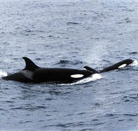 Killer Whale Trail - St Kilda Accommodation