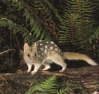 Tarkine Forest Reserve - St Kilda Accommodation