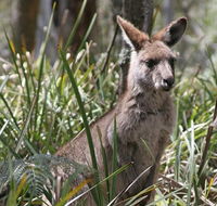Blue Mountains Guides - St Kilda Accommodation