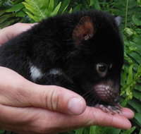 Crawn Motors - St Kilda Accommodation