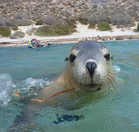 Calypso Star Charters - St Kilda Accommodation