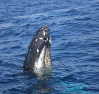 Jervis Bay Whales - St Kilda Accommodation