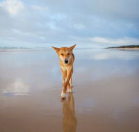Fraser Island Adventure Tours - St Kilda Accommodation