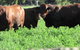 Quirindi Grain And Produce - thumb 3