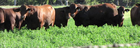 Quirindi Grain And Produce - St Kilda Accommodation 3