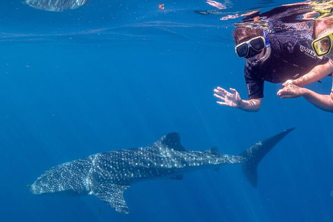 Deluxe WhaleShark Swim Tour On The Ningaloo Reef From Exmouth - St Kilda Accommodation 3