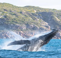 Jet Boat Whale Watching Safari from Dunsborough - St Kilda Accommodation