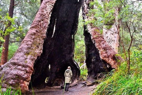 Albany Southwest Wilderness Day Tour - Fly From Perth - St Kilda Accommodation 7