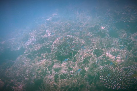 Guided Jet Ski And Snorkel Tour Of Champion Bay - St Kilda Accommodation 1