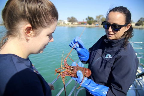 Mandurah Dolphin And Scenic Marine Cruise - St Kilda Accommodation 8