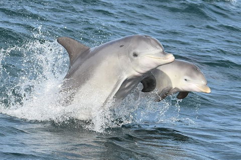 Mandurah Dolphin And Scenic Marine Cruise - St Kilda Accommodation 12