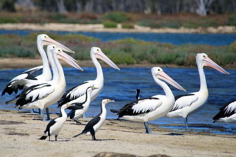 Mandurah Dolphin And Scenic Marine Cruise - St Kilda Accommodation 7
