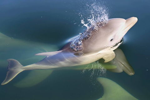Mandurah Dolphin And Scenic Marine Cruise - St Kilda Accommodation 4