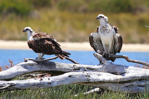 Mandurah Dolphin Island Adventure - St Kilda Accommodation 4