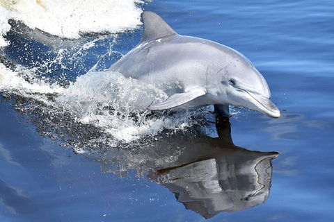 Mandurah Dolphin Island Adventure - St Kilda Accommodation 14