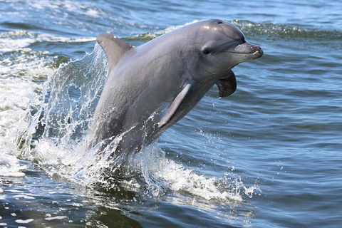 Mandurah Dolphin Island Adventure - St Kilda Accommodation 11