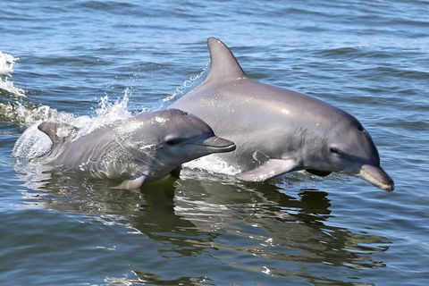 Mandurah Dolphin Island Adventure - St Kilda Accommodation 6