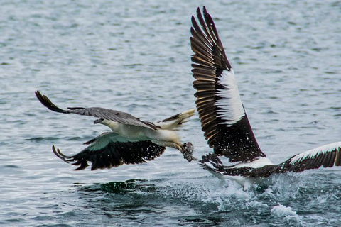 Albany Wildlife And Scenic Cruise - St Kilda Accommodation 4