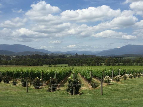 Yarra Valley Wine And Winery Tour From Melbourne - St Kilda Accommodation 5