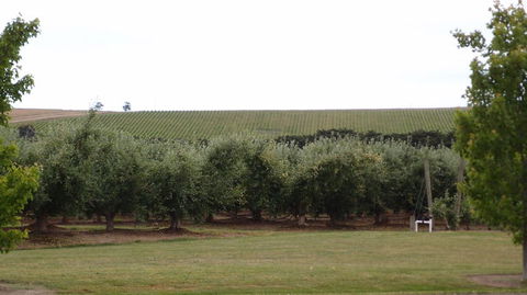 Yarra Valley Wine And Winery Tour From Melbourne - St Kilda Accommodation 7