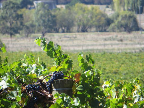 Yarra Valley Wine And Winery Tour From Melbourne - St Kilda Accommodation 8