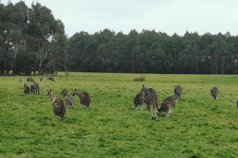 Private Tour: Great Ocean Road From Melbourne - St Kilda Accommodation 18