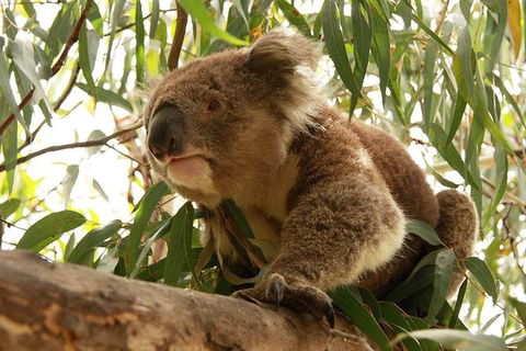 Private Tour: Great Ocean Road From Melbourne - St Kilda Accommodation 15