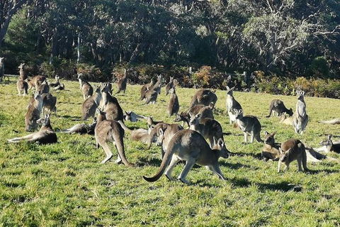 Private Tour: Great Ocean Road From Melbourne - St Kilda Accommodation 20